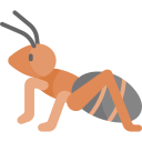 Ants Icon