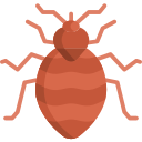 Bed Bug Icon